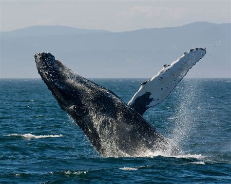 Humpback Whale Calf Breaching - Etsy