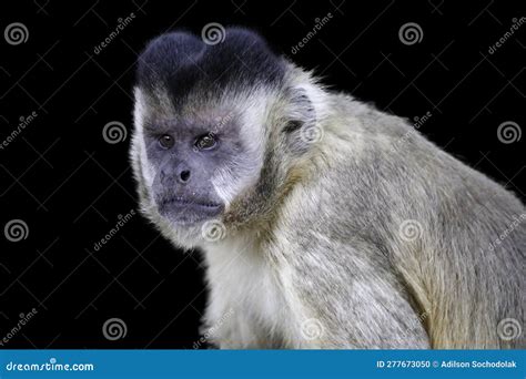 Closeup Of Tufted Capuchin Monkey Sapajus Apella Capuchin Monkey