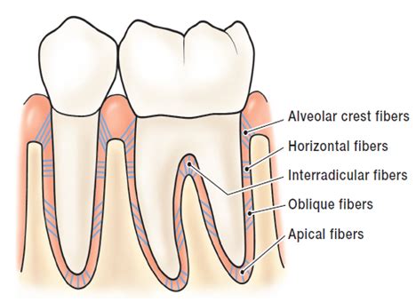 Periodontal Membrane