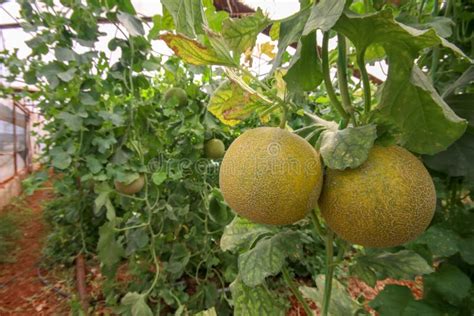 Melon Or Cantaloupe Melons Growing In Supported By String Melon Nets