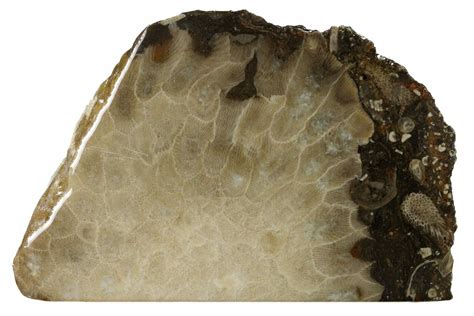 4.4" Free-Standing, Petoskey Stone (Fossil Coral) Section - Michigan (#160261) For Sale ...