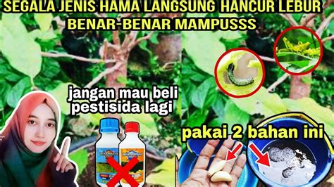 Hama Langsung Mampuspestisida Ini Berbahan Sederhana Tidak Usah Beli