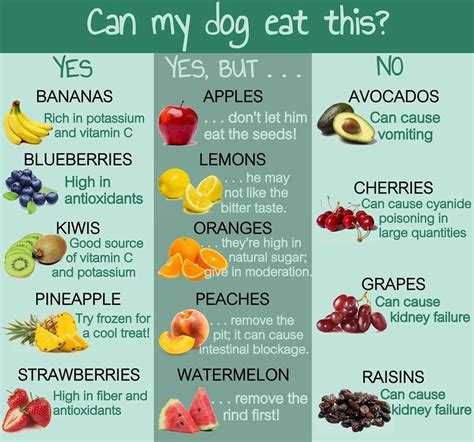 Printable Dog Safe Food Chart