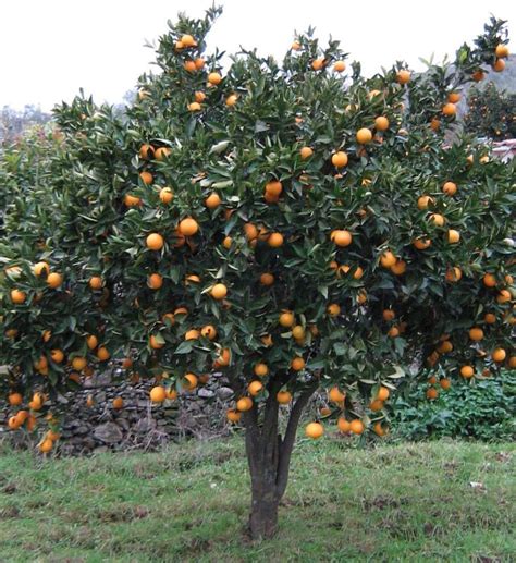 Naranjo - árbol de naranjas | Fruit garden, Trees to plant, Citrus plant