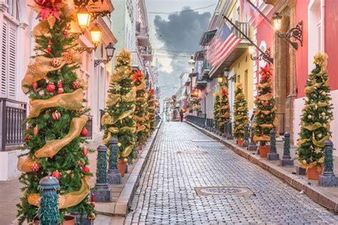 Photography Background Puerto RIco Christmas Tree Lined Road In The ...