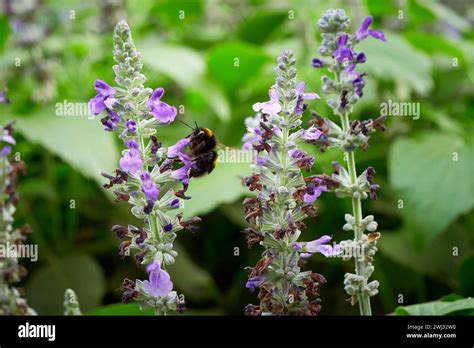 Bumblebee Collecting Nectar From Salvia Flower Salvia Officinalis