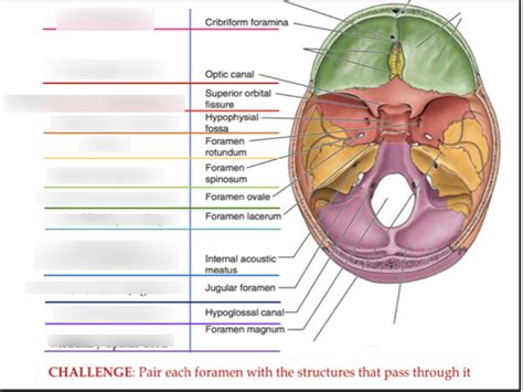 Cranial Foramina Identify Foramen Contents Diagram Quizlet