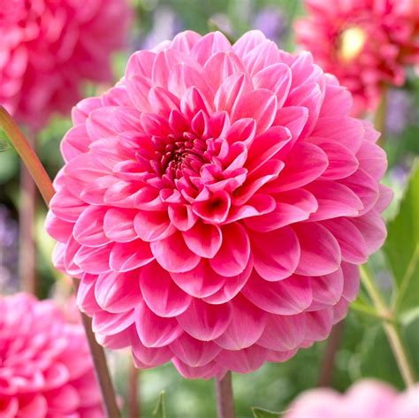 Dahlia Pompon Pink Runner 1st Pompon Dahlia