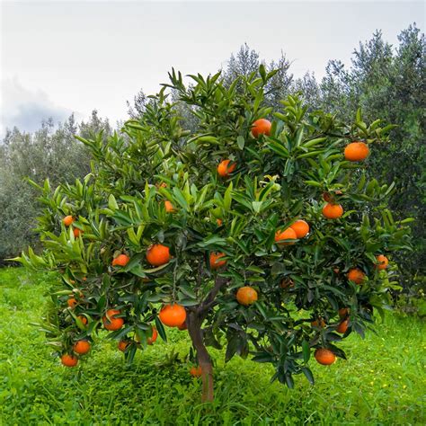 Citrus Washington Navel Orange Tree Jackson And Perkins