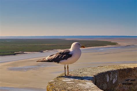 Bird Seagull Beach - Free photo on Pixabay - Pixabay