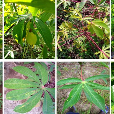 First And Second Row Are Samples Of Cassava Leaf Disease And Healthy