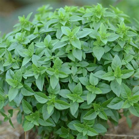 basilic