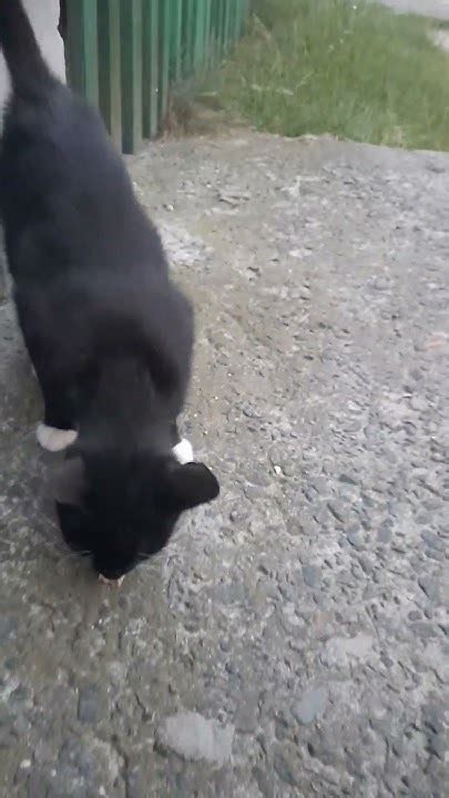 давай 🐱что нибудь - YouTube