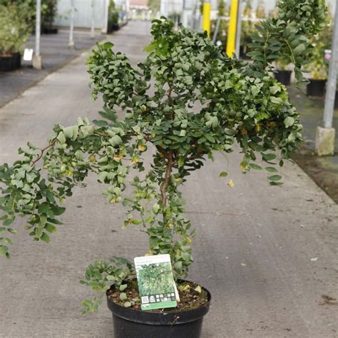 Robinia Pseudoacacia Twisty Baby Robinier Faux Acacia Nain Et Tortueux