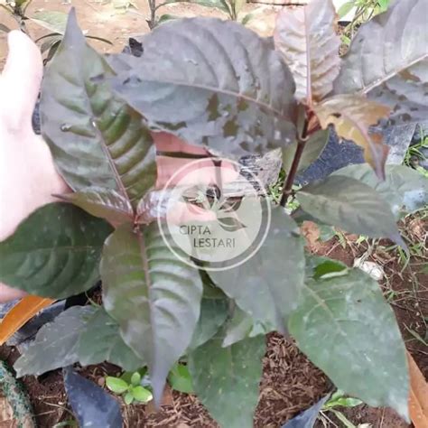 Detail Gambar Tanaman Daun Ungu Koleksi Nomer