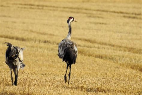 Kranichwanderung Rund Um Glowe Glowe De