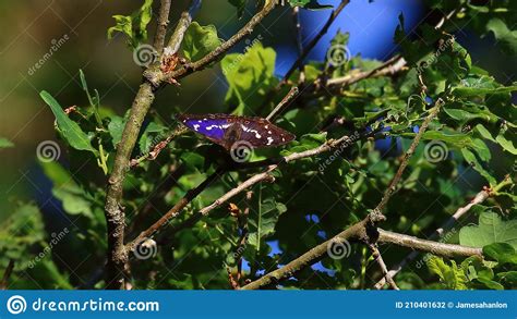 Purple Emperor Butterfly Apatura Iris Der Grosse Schillerfalter