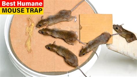 Best Mouse Trap Homemade That Works Humane Mice Rat Trap Bucket Youtube