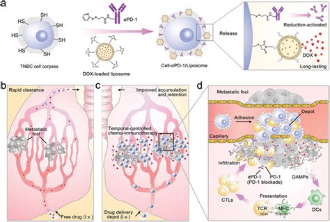 Schematic Illustration Of The Design Of Walking Dead TNBC Cells For