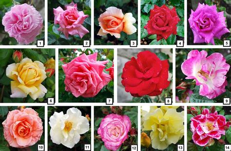 Types Of Roses With Names