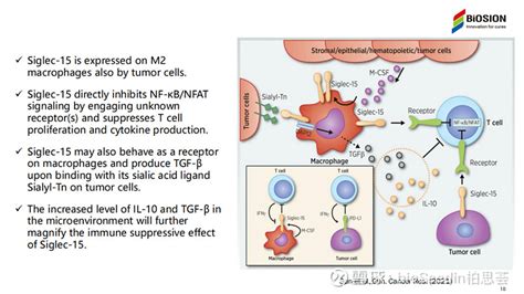 剧透 新兴免疫检查点siglec 15 Siglec 15是唾液酸结合的免疫球蛋白样凝集素家族siglec的一员，它在肿瘤中的作用由