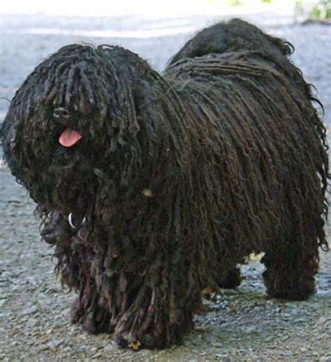 15 Strange And Unusual Dog Breeds