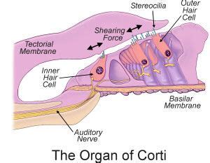 Cochlea Hair Cells