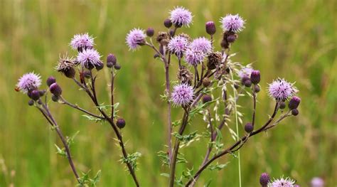 41 Flowering Weeds With Picture Identification