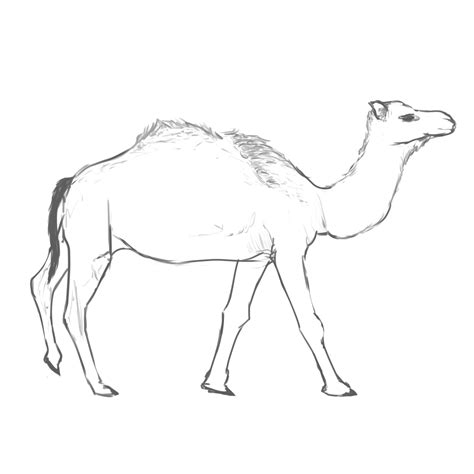 Camel Face Drawing at GetDrawings | Free download