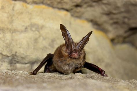 Indiana Bat Endangered Species