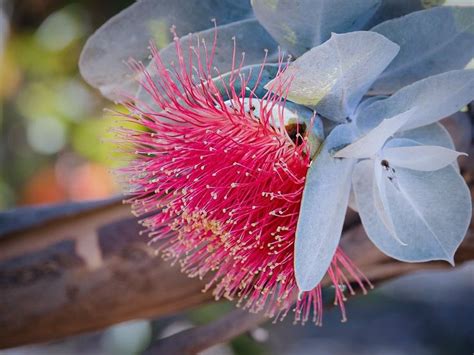 Julia Kalinkina On Instagram Eucalyptus Macrocarpa Mottlecah Is In