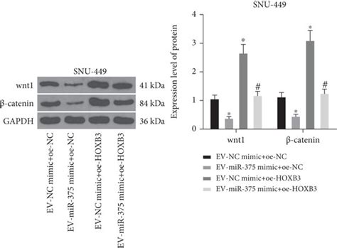 Ev Derived Mir 375 Modulates Hcc Cell Proliferation Apoptosis Download Scientific Diagram