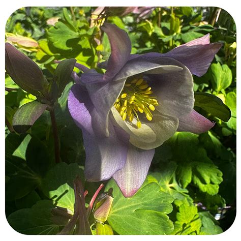 Columbine ‘earlybird’ Purple Blue Aquilegia Hybrida Davenport Garden Centre