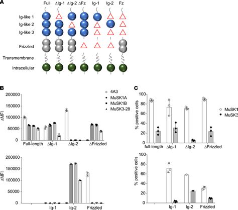 MuSK Domain Binding Results To Map The Human MuSK MAb Epitopes MuSK