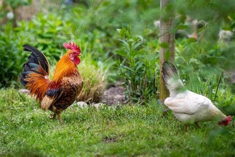 50+ Chicken Breeds from A to Z (& How to Choose) — Practical Self Reliance