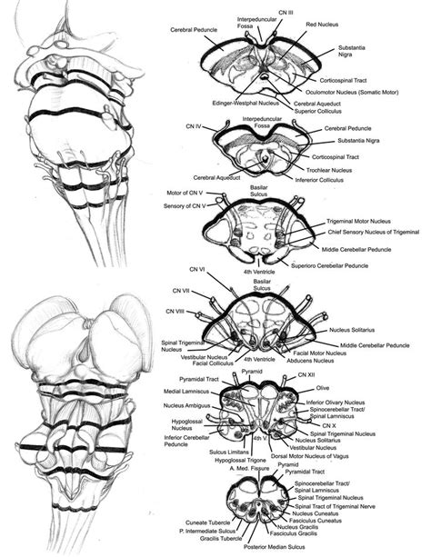 Pin By Leandro On Salvamentos R Pidos Medical Anatomy Human Anatomy