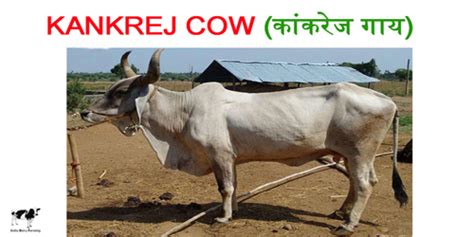 Kankrej Cow - Characteristics and Performance of Kankrej (कांकरेज गाय की नस्ल )