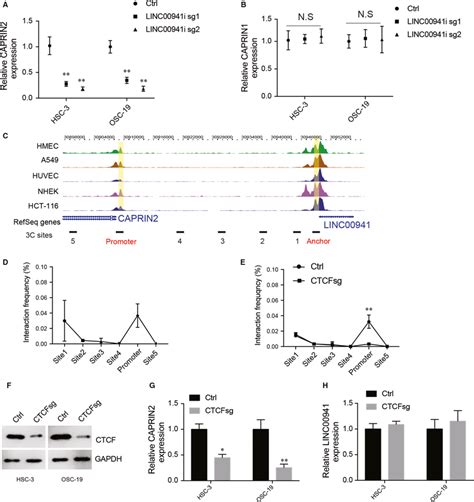 LINC00941 Regulates CAPRIN2 Expression Through DNA Looping A CAPRIN2