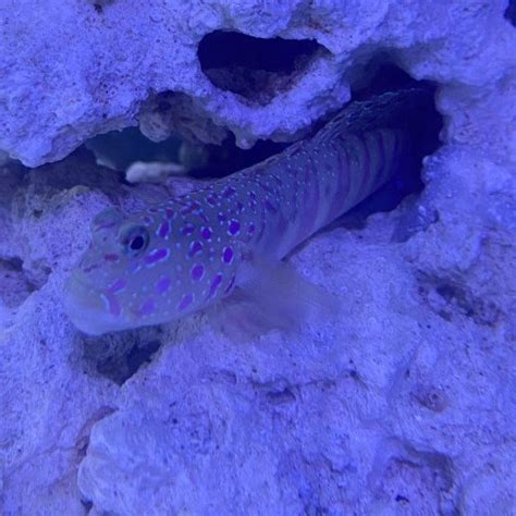 Goby Pink Spot Watchman Live Gem Factory Ltd