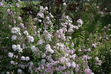 Deutzia Purpurascens Kalmiiflora Bruidsbloem Bloemenpark Appeltern