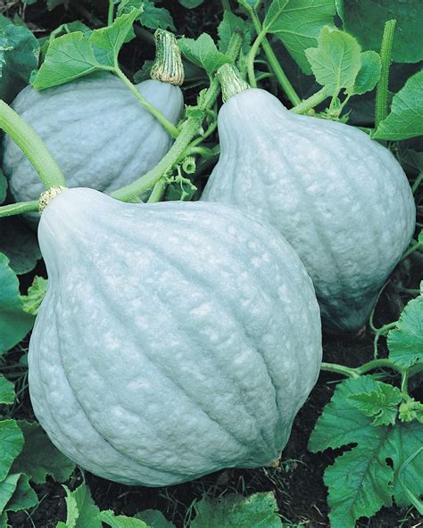 Hubbard Blue Squash (Treated Seed) | Seedway