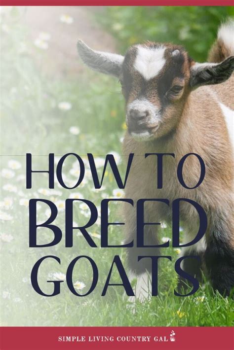 Goat Breeding 101: Getting Started | Simple Living Country Gal