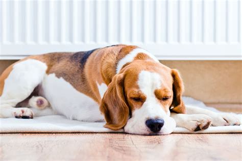 Cherry Eye Beim Hund Ursachen Symptome Behandlung