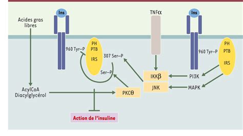 Figure From Voies De Signalisation De Linsuline M Canismes Affect S