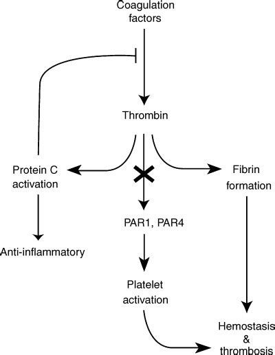 Protease‐activated Receptors In Hemostasis Thrombosis And Vascular