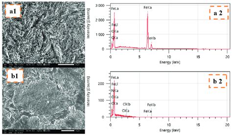 Micrograph Image And Edx Spectra Of Mild Steel After Immersion In M