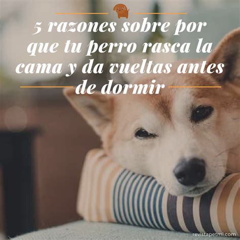 5 razones sobre porqué tu perro rasca la cama y da vueltas antes de