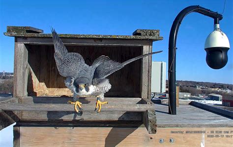 Peregrine Falcons Return To Elk River Great River Energy