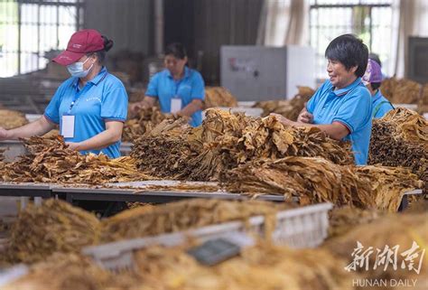 烤烟丰收保增收 资讯 新湖南