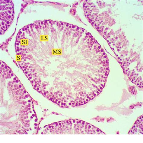 Testis Tissue Sections By Hematoxylin Eosin Hs Staining S